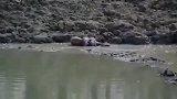 小鹿河边喝水，瞬间被大蟒蛇窜起突袭！