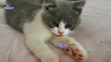 猫姐姐一觉醒来，发现身边突然多了一只小奶猫，它的反应真暖心