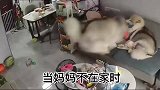 当妈妈出门不在家的时候，两个小狗在家造反