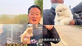 疫苗打齐的狗狗市场很难遇，亮哥不犹豫不徘徊，直接抓