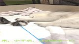 小猫咪不知所措，被大公猫堵住了去路，连奶都没得喝
