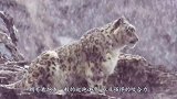 狗狗看到一只雪豹，上去就是一个猛扑加锁喉，下秒憋住别笑！