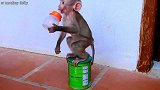 这小猴子未必也太聪明了，饿了知道拿来奶瓶和奶粉要主人给它泡