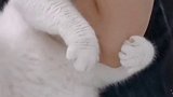 猫 你这体重给你刮走好像有点难 星探家 越热越爱去挑战