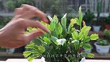 蟹爪兰从未开过花？那你铁定不知道这些催花技巧