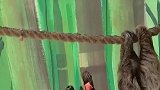 树懒闪电的水果被猴子给抢了