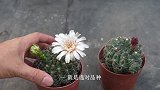 想让仙人球开花，有几点是关键，花儿一朵接着一朵开