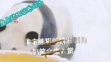 盘点动物迷惑行为，国宝熊猫的精彩瞬间，搞笑合集大赏