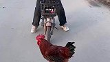 这玩意，还安装了报警器