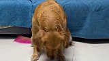 狗：人间不值得留恋……