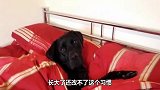 狗狗趁主人不在上床睡觉,被发现后太搞笑了,镜头记录全过程