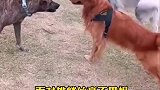 路上遇到一只恶犬，巡回猎犬直接正面硬刚绝不惯着