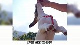 宠物冷知识：淘汰退役的警犬都去哪了？有趣的知识又增加了！