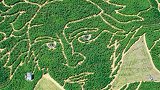 诞辰250周年！德国农民种出贝多芬画像的“绿色迷宫”