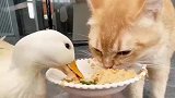 鸭子经常抢猫猫的食物