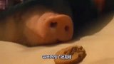 宠物猪遇到哈士奇,一个懒一个疯,镜头记录搞笑一幕!