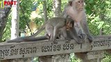 母猴停止囚禁小猴，小猴开始肆无忌惮