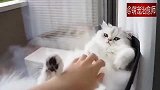 白猫躺在窗边睡觉，主人还给它挠痒，太会享受了吧！
