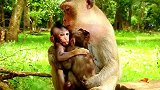 母猴对法拉太关心了，丹妮拉严重吃醋，难道自己不是妈妈亲生的？