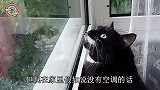 主人回家后不见猫咪，不料推开卧室门一看，差点被吓哭！