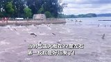 云南滇池突现“群鱼跳龙门”，目击者直呼好运：数百条鱼同时跳跃
