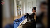 看狗狗这么认真，不知道该怎么玩了，真是有趣！