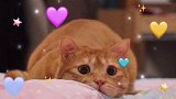连小猫咪都这么会扭屁股～萌宠高阶技能挑战 萌宠出道计划