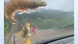 台风过后虾被拍到车窗上