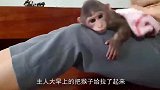 猴子闯祸，不满主人教训自己和主人顶起嘴来，主人还制服不了猴子