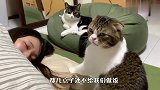 主人赖床不做饭，猫咪差点气疯了，下一秒笑爆了