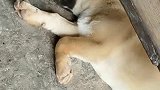 狗子：叫我干啥，是叫我吃饭了么！