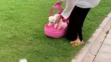 本来不想捡了，结果发现一大片