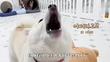 柴犬闯祸被铲屎官教训，不认错还顶嘴，场面笑爆了