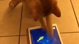 猫：我就不信我抓不住鱼！