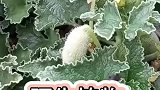 陌生的植物
