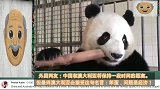 油管热评：中国熊猫：我无限期不和澳洲袋鼠玩了，请保重！