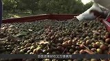 不起眼的这种坚果，竟是三高的救星，现在知道还不晚