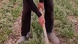 田间地头，干农活
