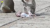 猴姐把小猴子虐待致死，真凶猛