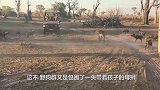 带孩子的雌狮被野狗包围，雌狮霸气先攻，和野狗惨烈展开大战