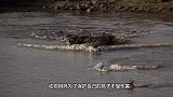 为保护孩子不被敌人捕食，山羊将雪豹引到悬崖边，结局让人欢呼