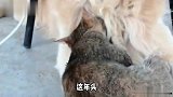 这两只猫咪像极了爱情