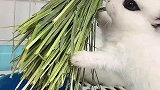 你家有没有这样的小吃货