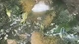 韩剧里的裙带汤，今天做了一锅喝完 全身暖乎乎的