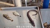 烟台海鲜大降价，到处都是生猛海鲜，余月来个巴蛸刺身，鲜美脆爽