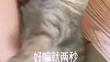 洗完猫不给小鱼干就想走