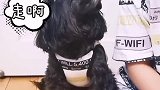 快试试你家狗子会怎么样吧，哈哈