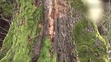野猪妈妈真会挑地方，水边树堡安家，有品味