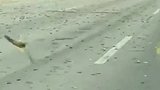 巴基斯坦的蝗虫有多恐怖？男子仿佛驾车穿越沙尘暴！