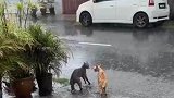 抢地盘还是抢配偶下雨干架揭秘